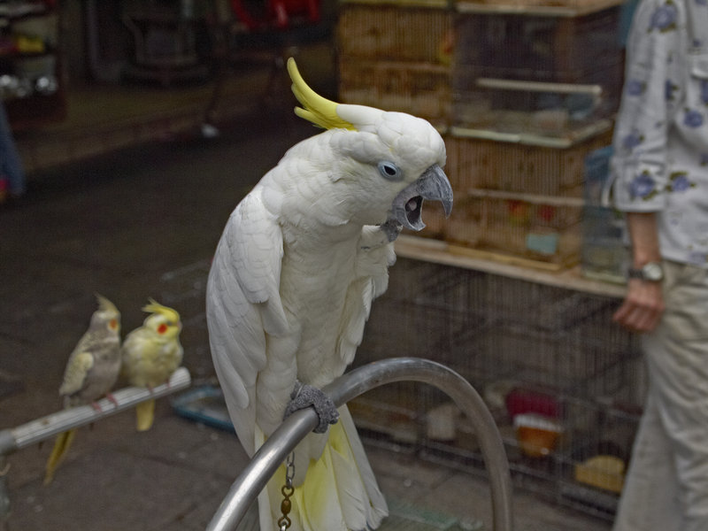 Kowloon, Sulphur
      Crested Cockatoo